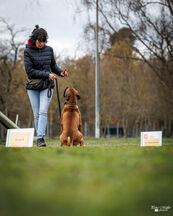 Rally Obedience Training 14 03 2026 5