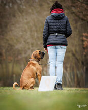 Rally Obedience Training 14 03 2026 7