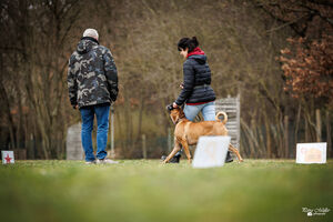 Rally Obedience Training 14 03 2026 8