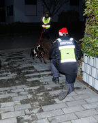 Mantrailing Weihnachts Training 15 12 2025 52