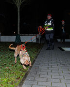 Mantrailing Weihnachts Training 15 12 2025 54
